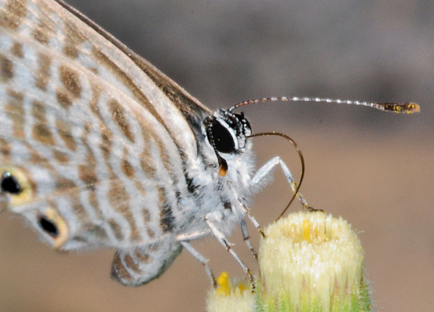 Farfalle, anche in volo!
